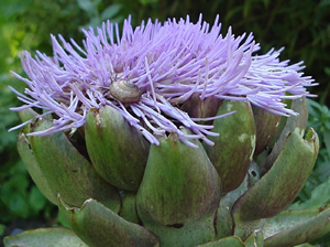 Cynara scolymus